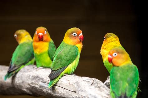 Gambar Paruh Warna Warna Warni Kuning Fauna Lorikeet Love Bird Burung Burung Bertulang