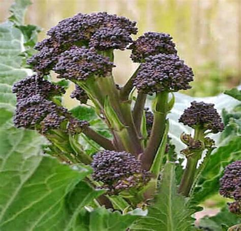 Early Purple Sprouting Heirloom Broccoli By Boxgardenorganics