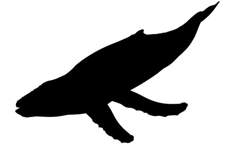 Free Whale Silhouette Download Free Whale Silhouette Png Images Free