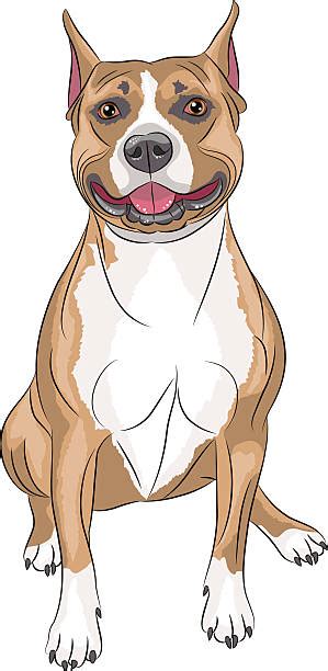 140 Illustrations De American Staffordshire Terrier Stock