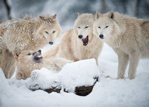Pack Hunters Of The Far North How Arctic Wolves Struggle To Survive