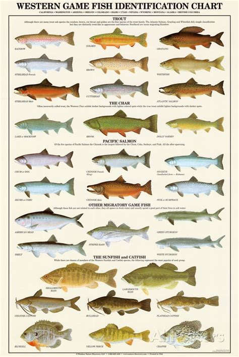 Minnesota Fish Identification Chart