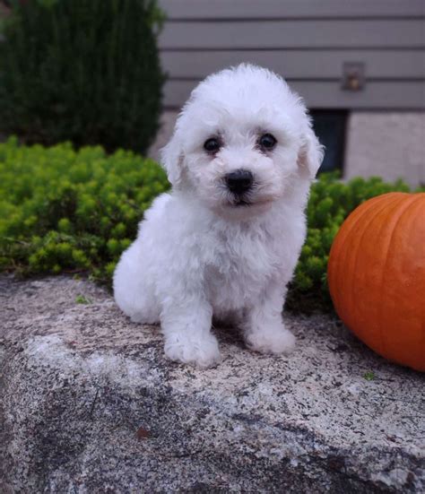 Bichon Frise Puppies For Sale Greenfield Puppies