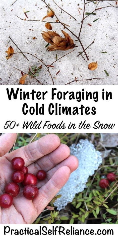 Winter Foraging In Cold Climates 50 Wild Foods In The