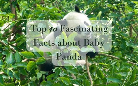 Top 10 Fascinating Facts About Baby Pandas