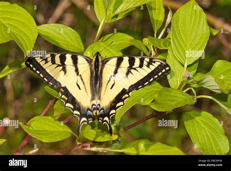 Canadian Tiger Swallowtail Butterfly Papilio Canadensis Perched On A