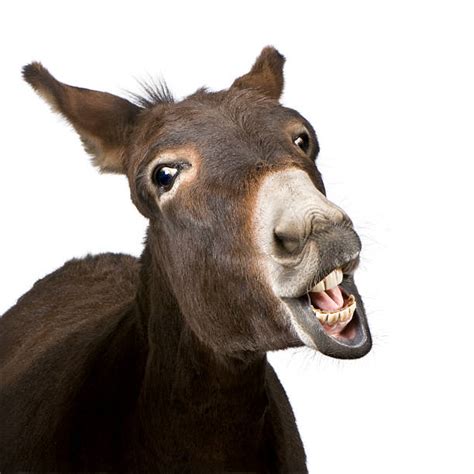 Donkey Stock Photos Pictures And Royalty Free Images Istock