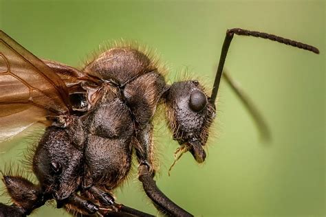 40 Impresionantes Fotos De Insectos Para Inspirarte