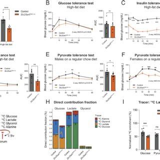 SLC25A47 Is Required For Pyruvate Derived Hepatic Gluconeogenesis A