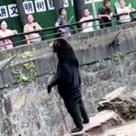 A Zoo In China Insists This Is A Bear Not A Man In A Bear Suit