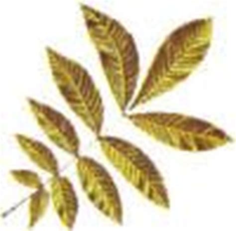Heres How To Identify Common North American Trees With Pinnate Leaves