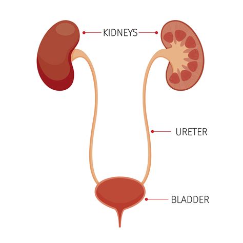 Gambar Anatomi Ureter