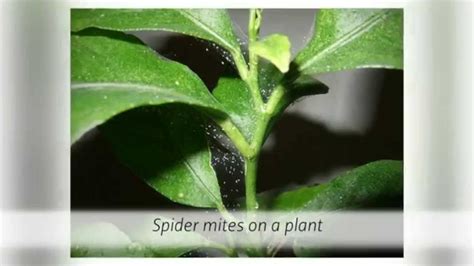 I will begin by listing simple treatments and progress toward more complicated/severe treatments that may be required for heavily infested plants. Control A Spider Mites Infestation - YouTube