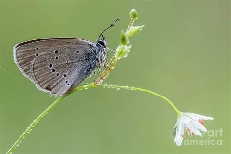 Mazarine Blue Butterfly Photograph By Heath Mcdonaldscience Photo