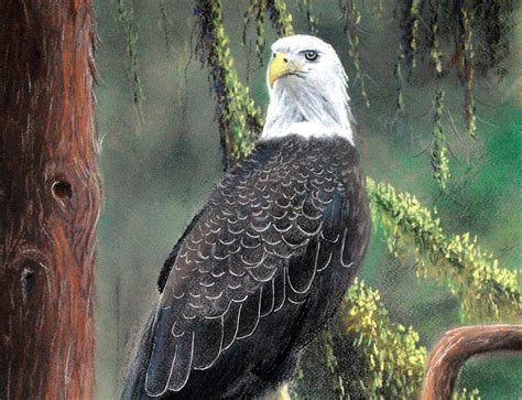 How To Draw A Bald Eagle In Pastel Online Art Lessons