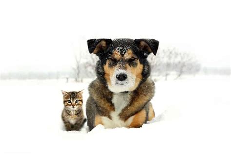 If you don't have a lot of time to spend with a dog, an alaskan husky will not be the breed for you. How big do Huskies get? (Plus size info for Husky mixes ...