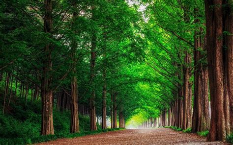 Free Download Hd Background Green Forest Trees Straight Road Wallpaper