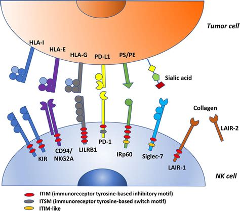 Frontiers Inhibitory Receptors And Checkpoints In Human Nk Cells