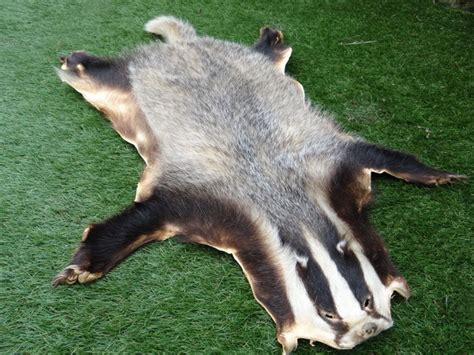 Taxidermy European Badger Skin Meles Meles 60 X 100cm Catawiki