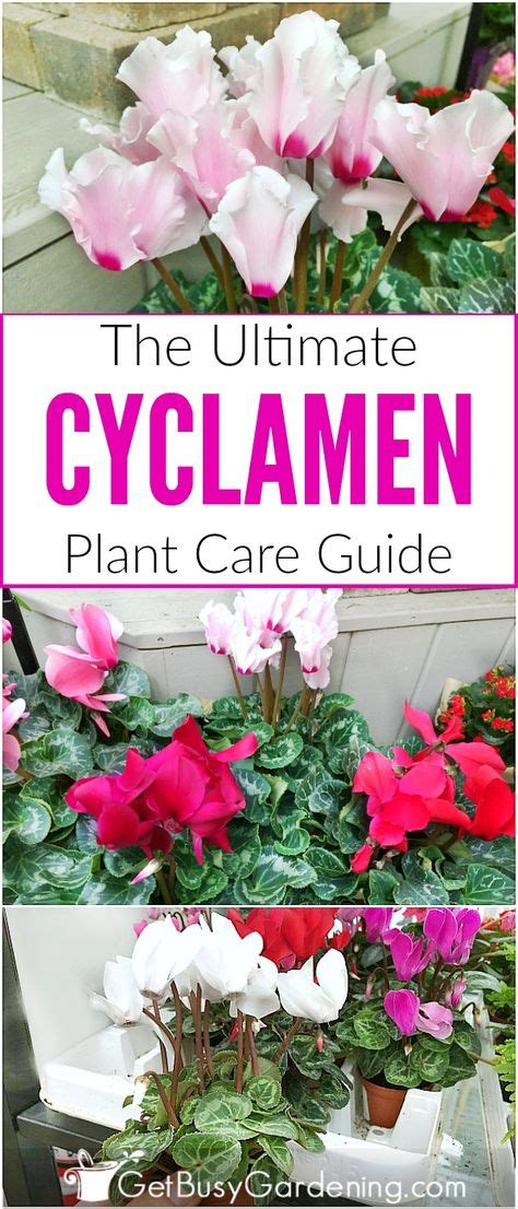 Cyclamen Plant Care Guide How To Take Care Of A Cyclamen Plant Plant