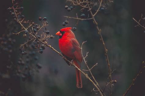 Wallpaper Cardinal Bird Branches Color Red Hd Widescreen High