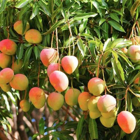 Mango Suvarnarekha Fruit Plants And Tree Exoticflora