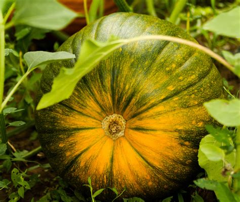 Growing Pumpkins How To Plant Grow And Harvest Pumpkins The Old