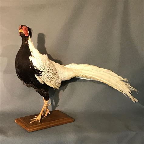 Taxidermy White Fighting Cock Leather And Sporting Goods Hemswell