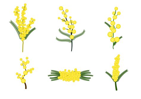 Free Mimosa Flower Vector Download Free Vector Art Stock Graphics