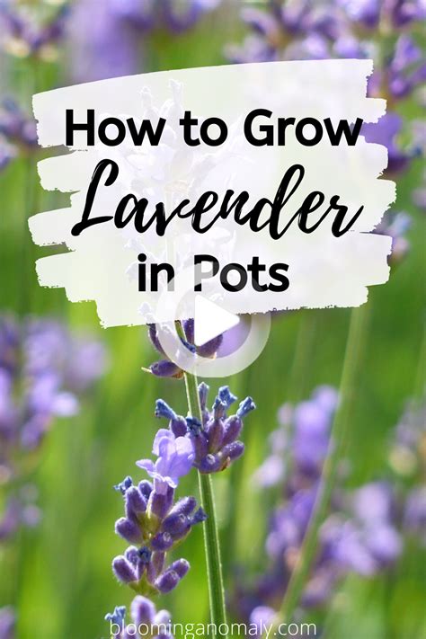 How To Grow Lavender In Pots Growing Lavender Plants Planting Herbs