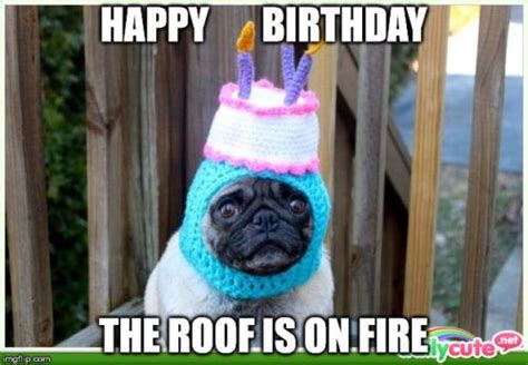 🐕 100 Funniest Happy Birthday Dog Memes Guaranteed To Lol 🤣