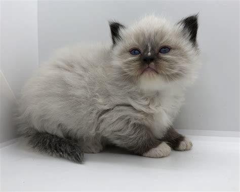 Available Ragdoll Kittens For Sale Mink And Sepia Ragdolls In