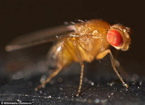 Lethal Insect Bacteria Forces Flies To Pump Sex Hormones Daily Mail