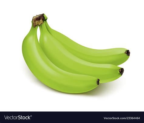 Bunch Green Bananas Isolated On White Royalty Free Vector