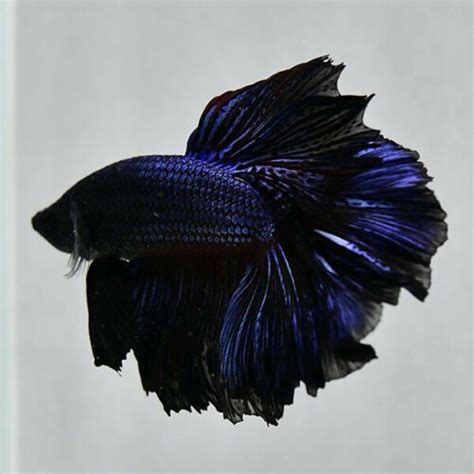 When i went to buy my new fish, there were white bettas called white opals and black ones called black orchids. Male Betta Fish "Dark Blue Opal OHM" JU27 from Thailand ...