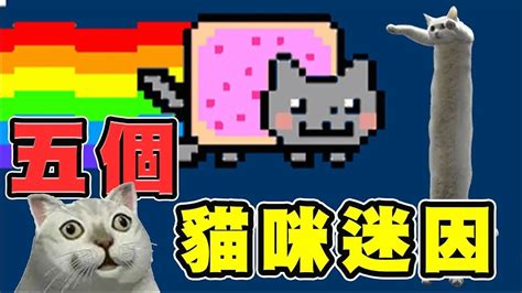 【迷因解密】 貓貓迷因大合集，五個貓咪迷因的起源 奇怪的知識增加了 女人吼貓 長貓 Popcat 彩虹貓 Youtube