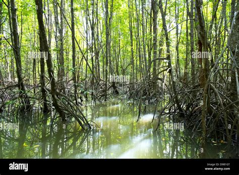 Mangrove Forest On The River Pak Nam Krabi In Thailand Stock Photo Alamy