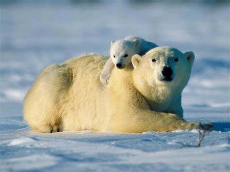 Polar Bear Pictures Bear Hug