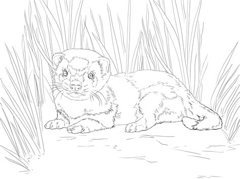 Ferret Coloring Pages to download and print for free