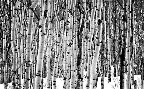 The aspen tree bark in this area has long been a. Aspen trees in the snow black and wh | Aspen trees, Black ...