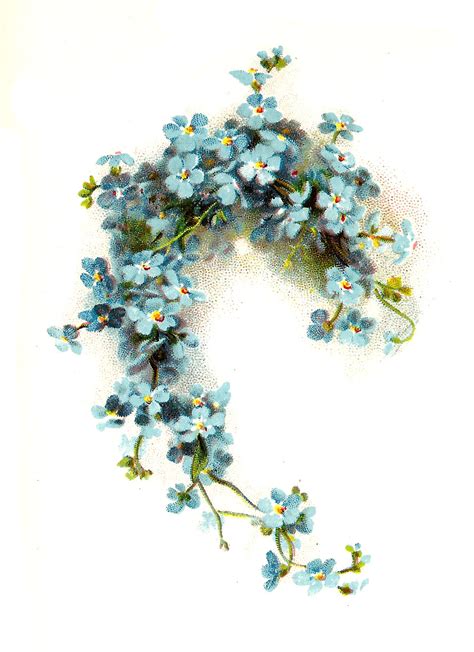 Antique Images: Free Flower Clip Art: Blue Forget-Me-Not Flower Graphic