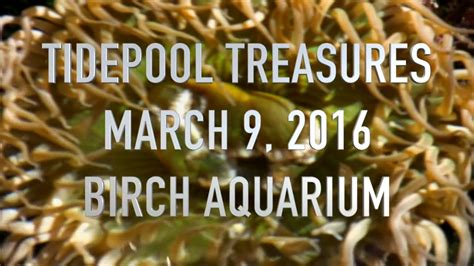 Tidepool Treasures 2016 On Vimeo