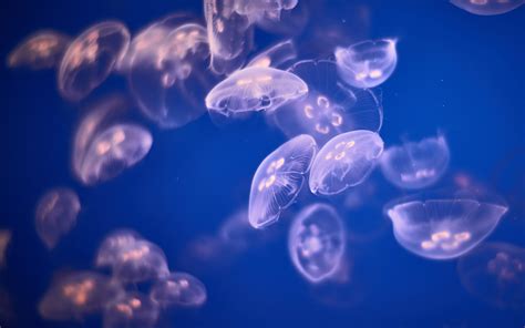 Underwater Jellyfishes 4k 5k 4k Wallpaper