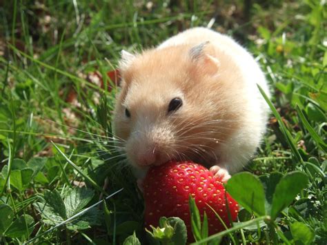 The typical dwarf hamsters that are pets in the united states are captive bred. How Much Does a Hamster Need to Eat? | PetHelpful