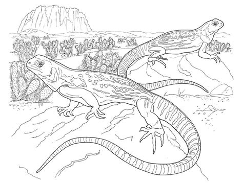 Desenho De Iguanas No Deserto Para Colorir E Imprimir The Best