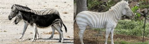 Melanism Vs Albinism In The Animal Kingdom Melanism Albinism Animals