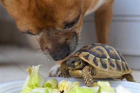 Primates are undeniably a challenging pet to keep, but some species are so small, they pose little threat to the public beyond bite wounds no worse than what small dogs. 1001 + Ideas for Unusual and Exotic Pets You Can legally Own