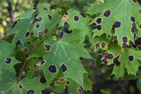 What Are These Brown And Black Spots On My Maple Leaves Hansens Tree