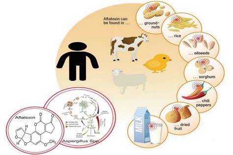 Aflatoxin mycotoxins from toxic mold. The life cycle of Aspergillus and aflatoxins in food and ...