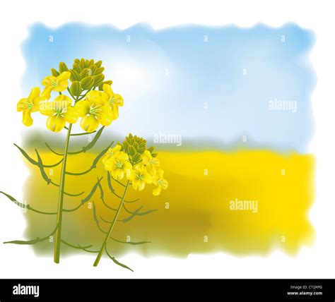 Mustard Flowers With Field Vector Illustration Stock Photo Alamy